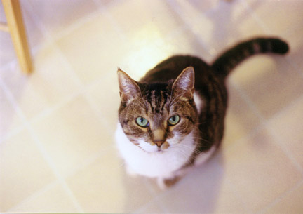 catfood