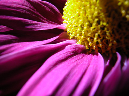 purpflower