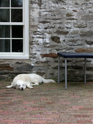 sleepdog